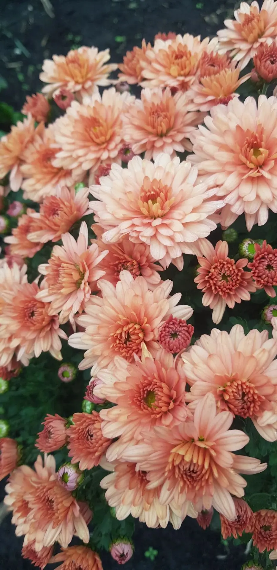 🍂 Осень дарит нам особенную красоту — и мы спешим поделиться ею с вами! 💛