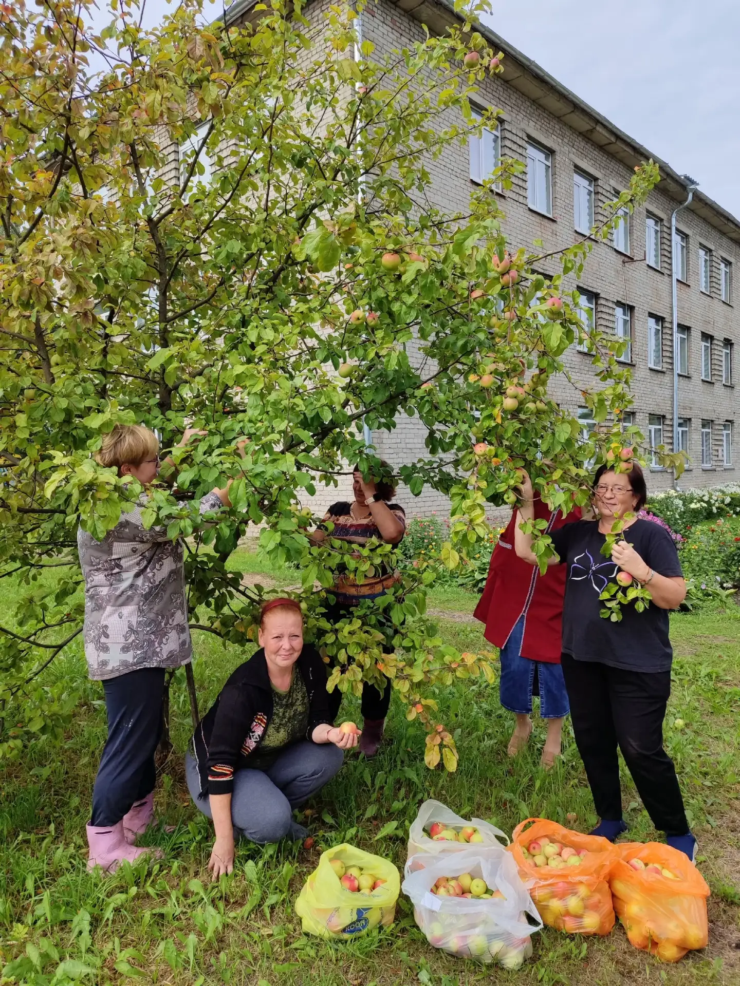 🍎🍏Яблочный Спас в школе: собрали урожай!