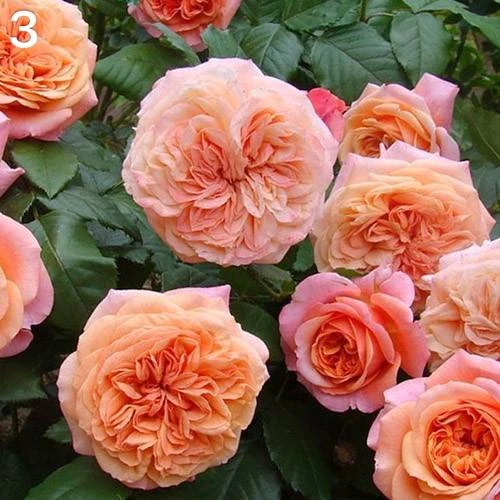 Самые зимостойкие сорта роз 🌹