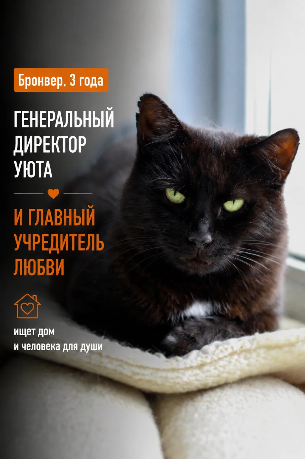 Бронвер — кот с самым солидным статусом в приюте! Выглядит он соответствующе, всё строг...