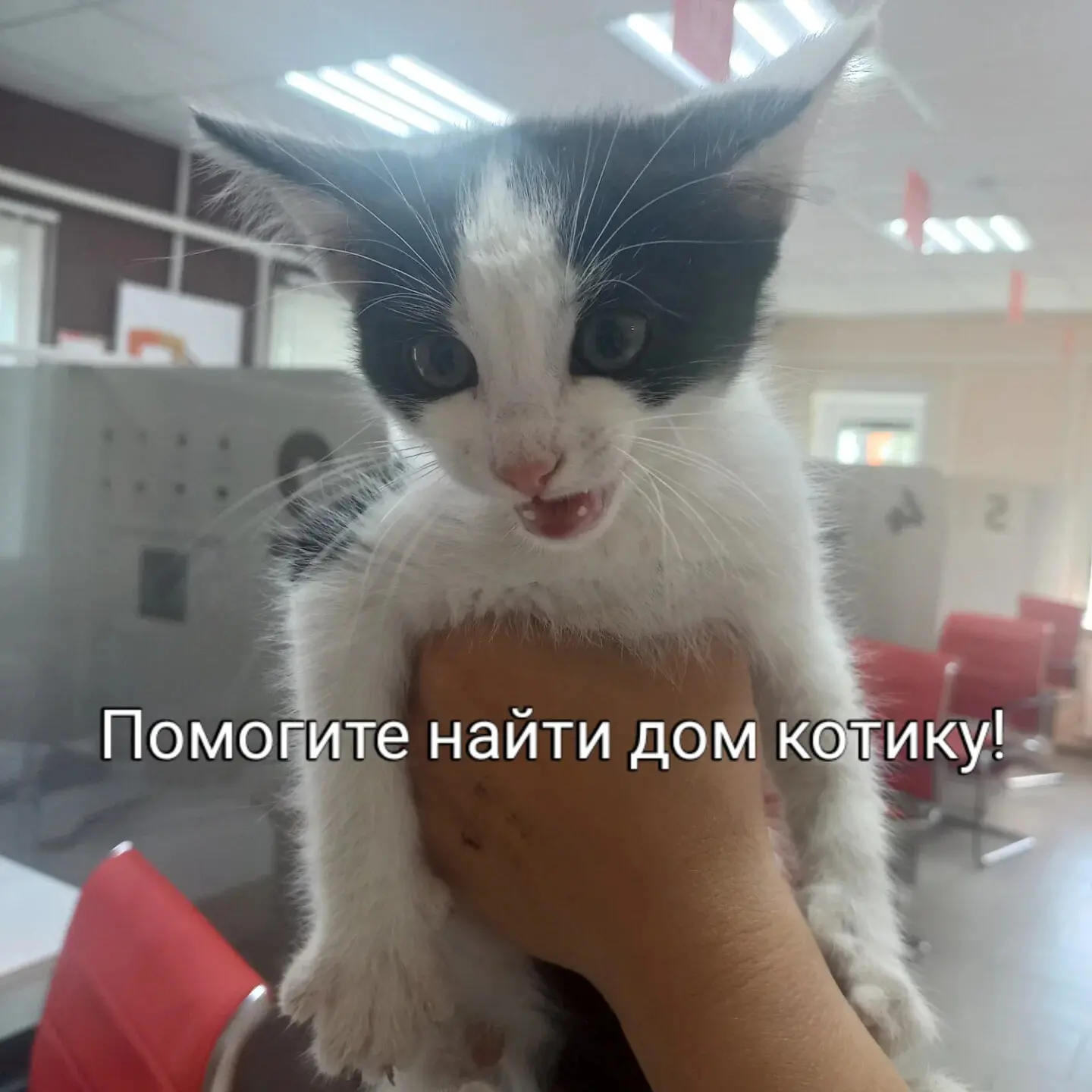 Срочно нужен дом котёнку!

Сотрудники МФЦ обратились в редакцию с просьбой распространить информацию