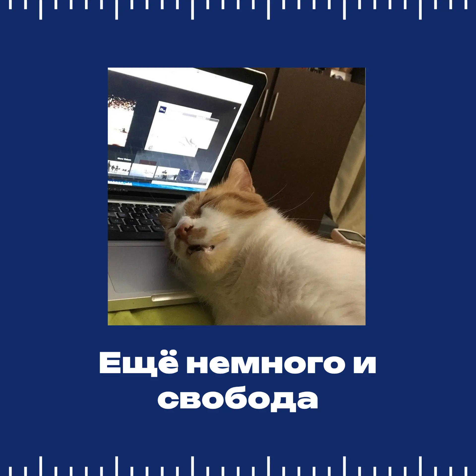 Сессия в разгаре! А какой ты котик на экзаменах? 🐱📚  Четверть студентов СтГАУ уже завершили свои зач