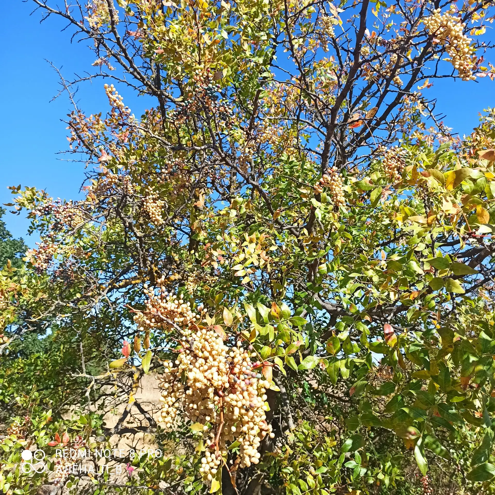 🌳Фисташка туполистная — реликтовый вид, важный для сохранения почв, а настоящая  фиста...