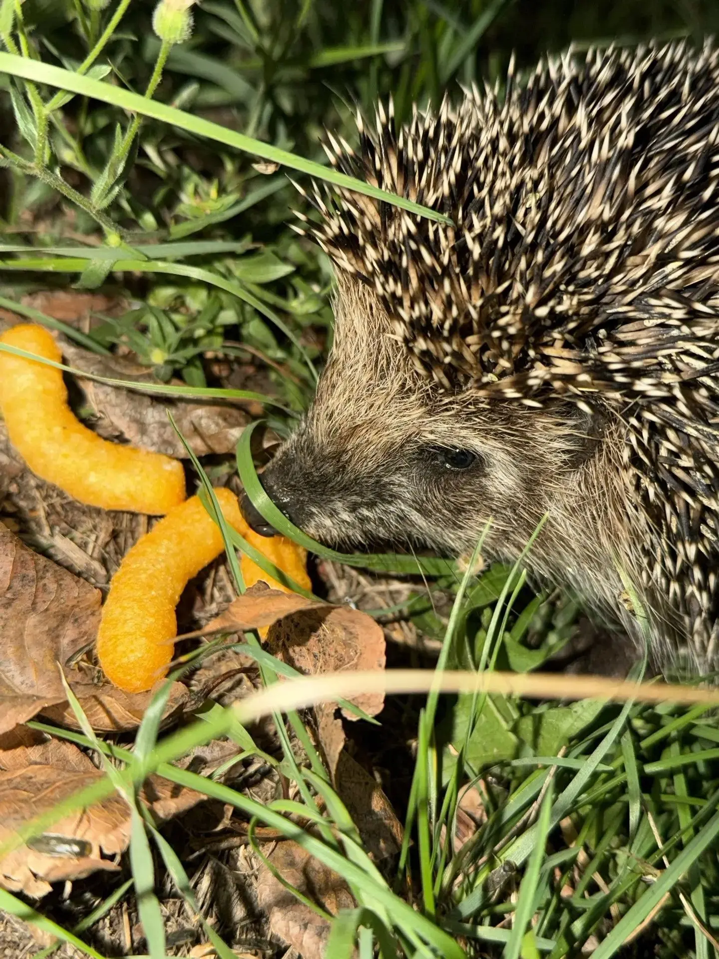 До свидания, наш лесной друг! 🦔🌿🌙🏕️Сегодня мы прощаемся не только с лагерем, но и с...