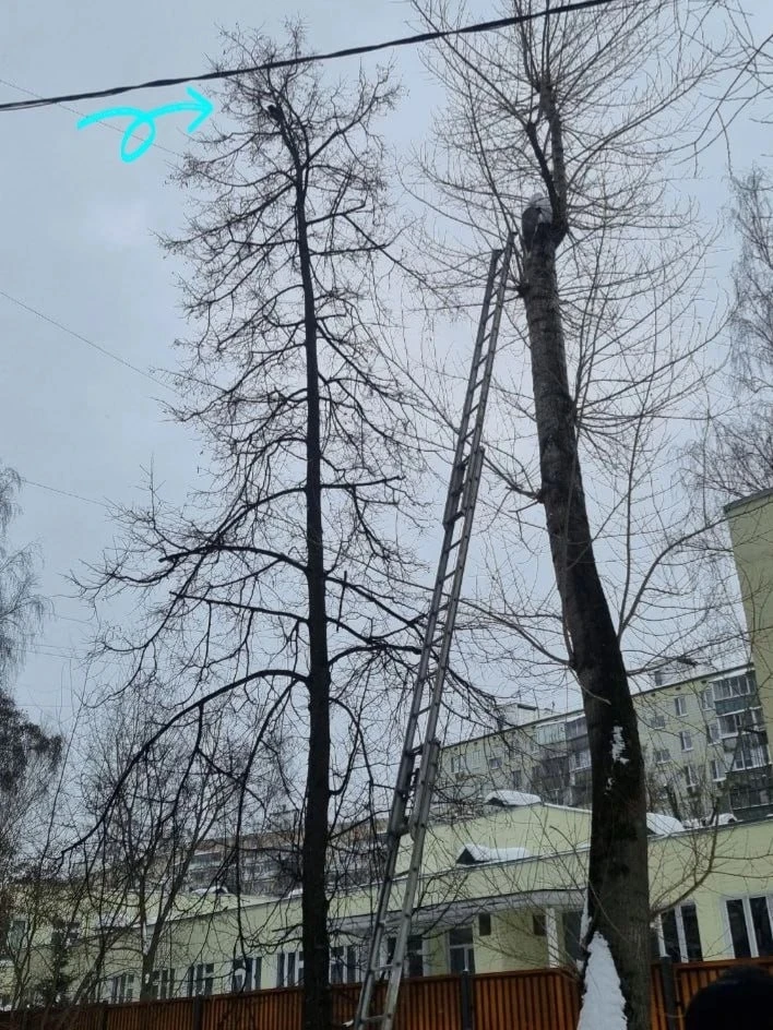 Кот Моня с дерева нашел дом

Молодой котик с раннего утра 20 февраля сидел на дереве на Домодедовско