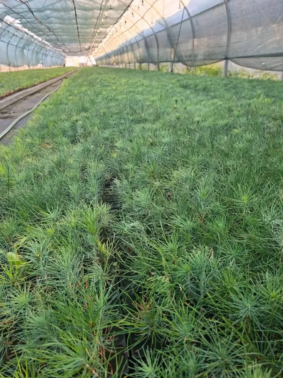 🌳 В Крыму вдоль дорог высаживают деревья
