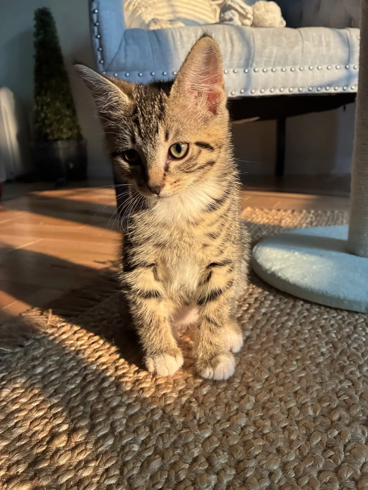 #КотикПодписчика 🥰