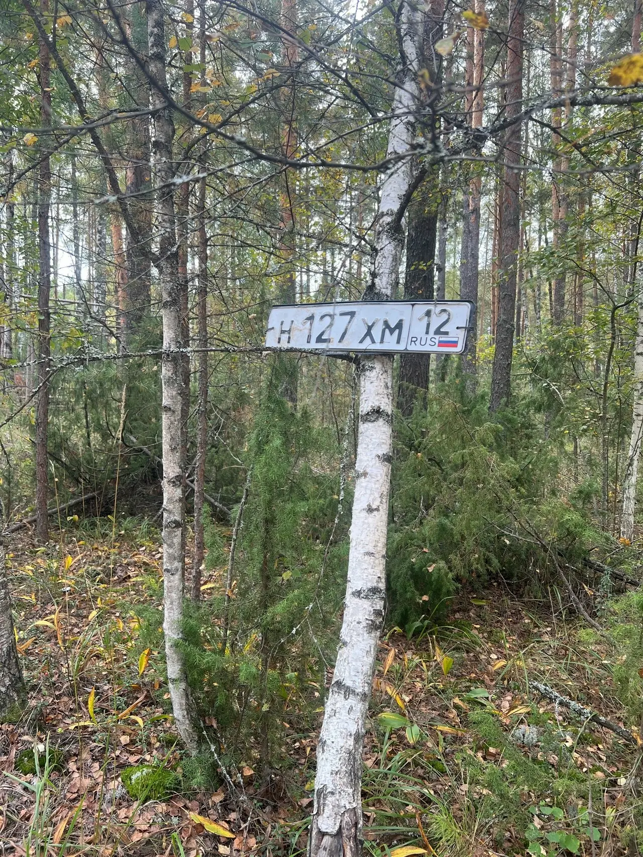 Чья то потеряшка.