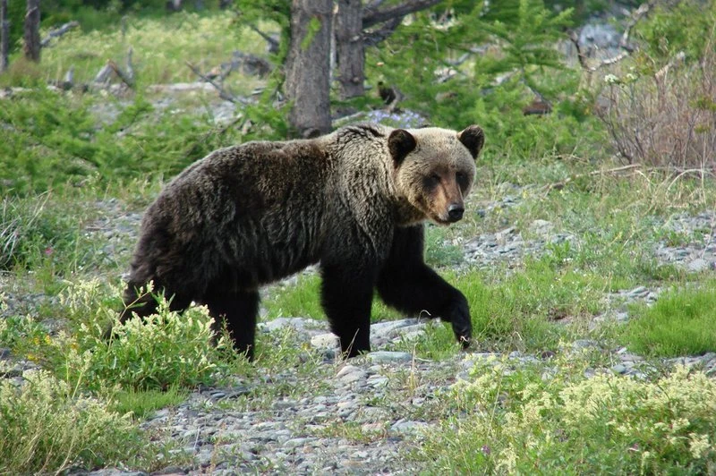 🐻 Медведя заметили в Солтонском районе Алтайского края
