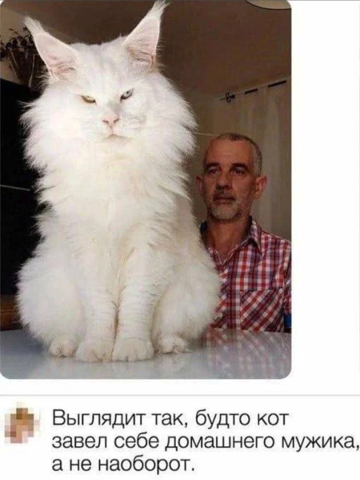 Похоже на правду 😹