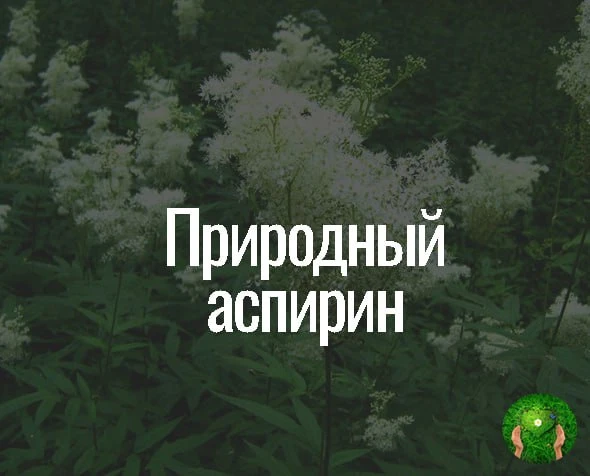 Природный аспирин.