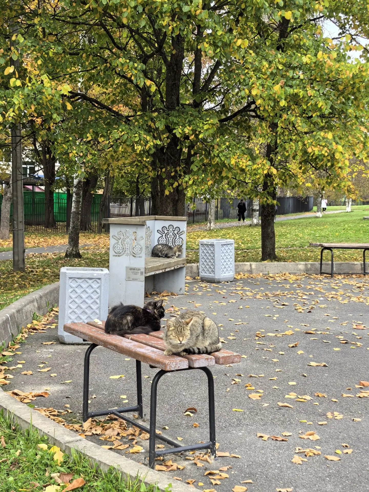 "Киришские котики органично дополняют осенний пейзаж 🍂 и сами выбирают, каким узорам з...
