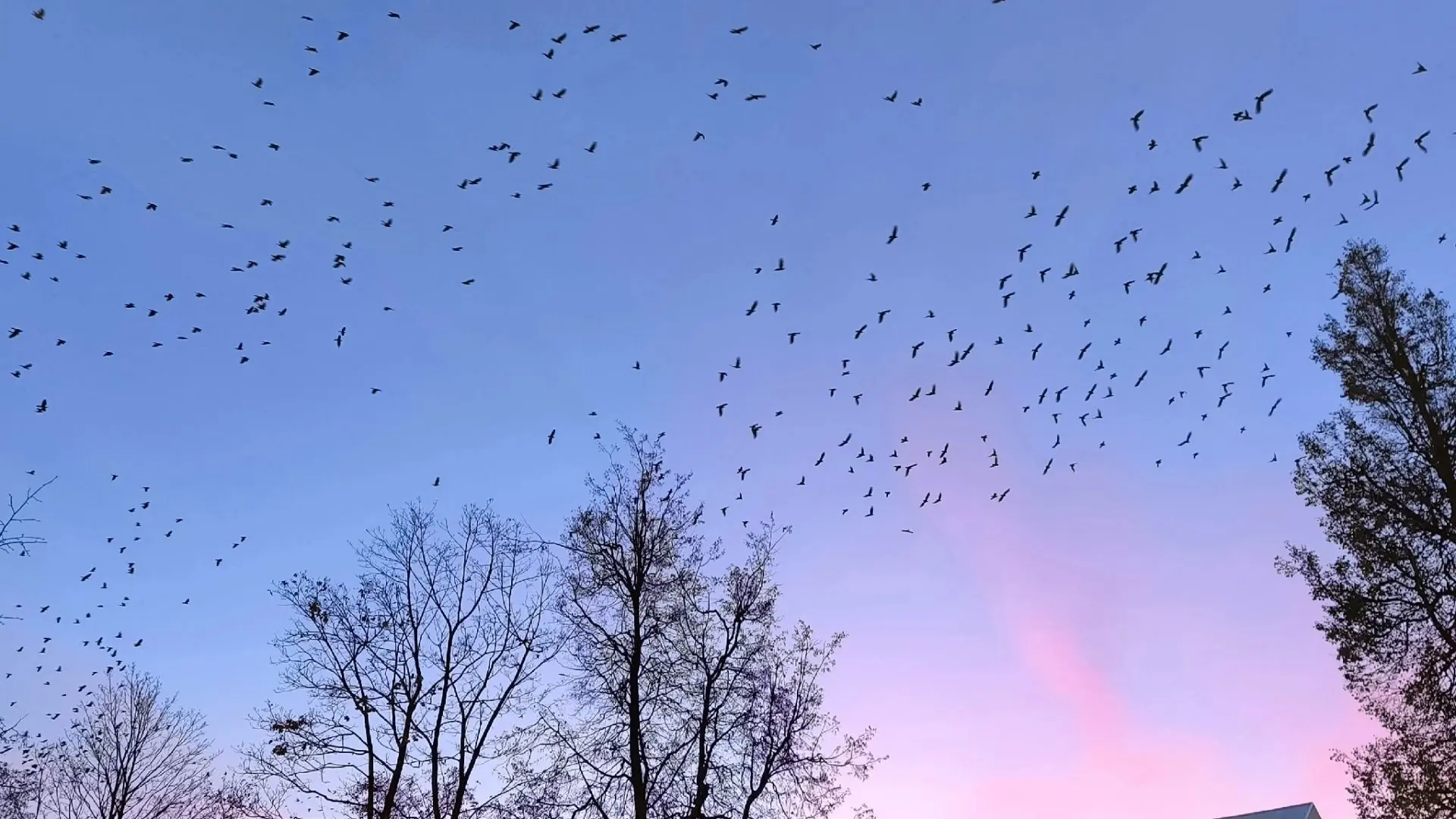 😍🐦☺️