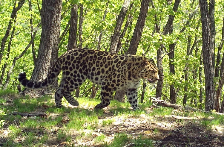 🐆 В мире впервые подсчитали всех дальневосточных леопардов

Учёные России и Китая впервые провели с