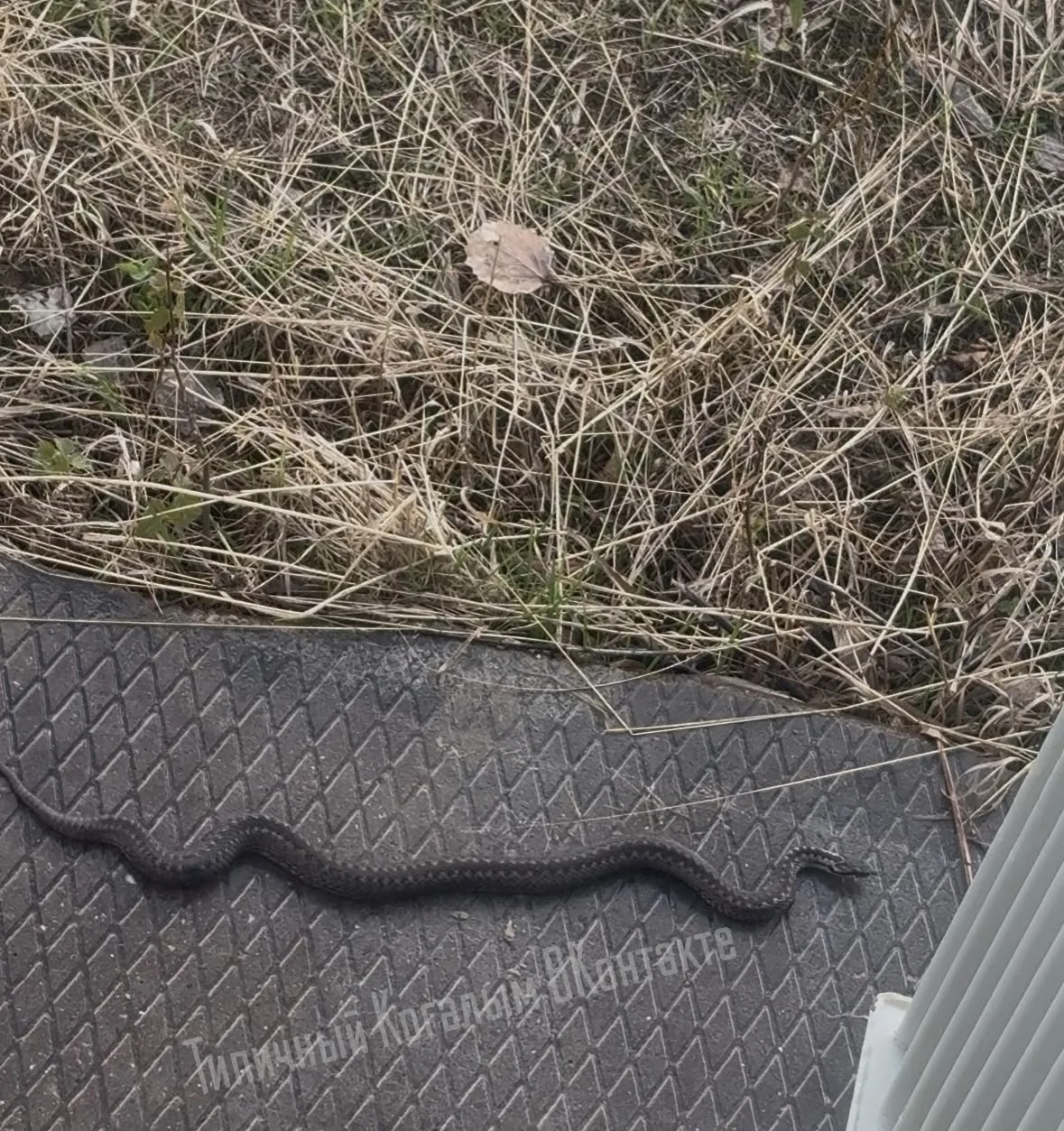 🐍 ОСТОРОЖНО, ЗМЕИ В КОГАЛЫМЕ!
Будьте внимательны и осторожны!
С наступлением тепла  ЗМЕИ выползают 