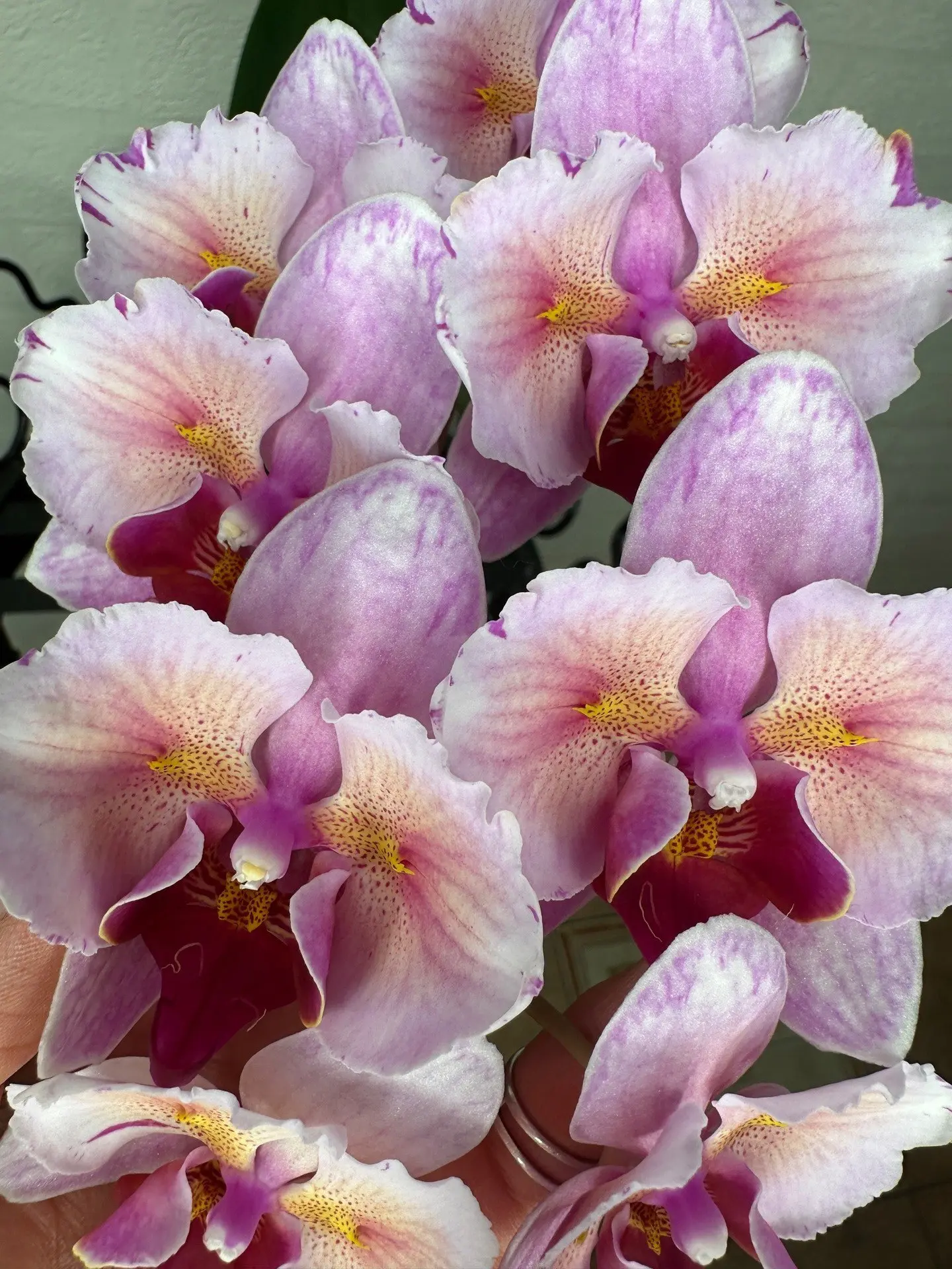 А что у вас сейчас цветёт? 
Делитесь в комментариях 🌺💕😊

📱 Мир Орхидей. Подписаться
❤️ Наш чат
⚡