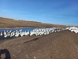 Житель села Камыши Куртамышского округа развивает гусиную ферму благодаря соцконтракту

📝 В рамках 