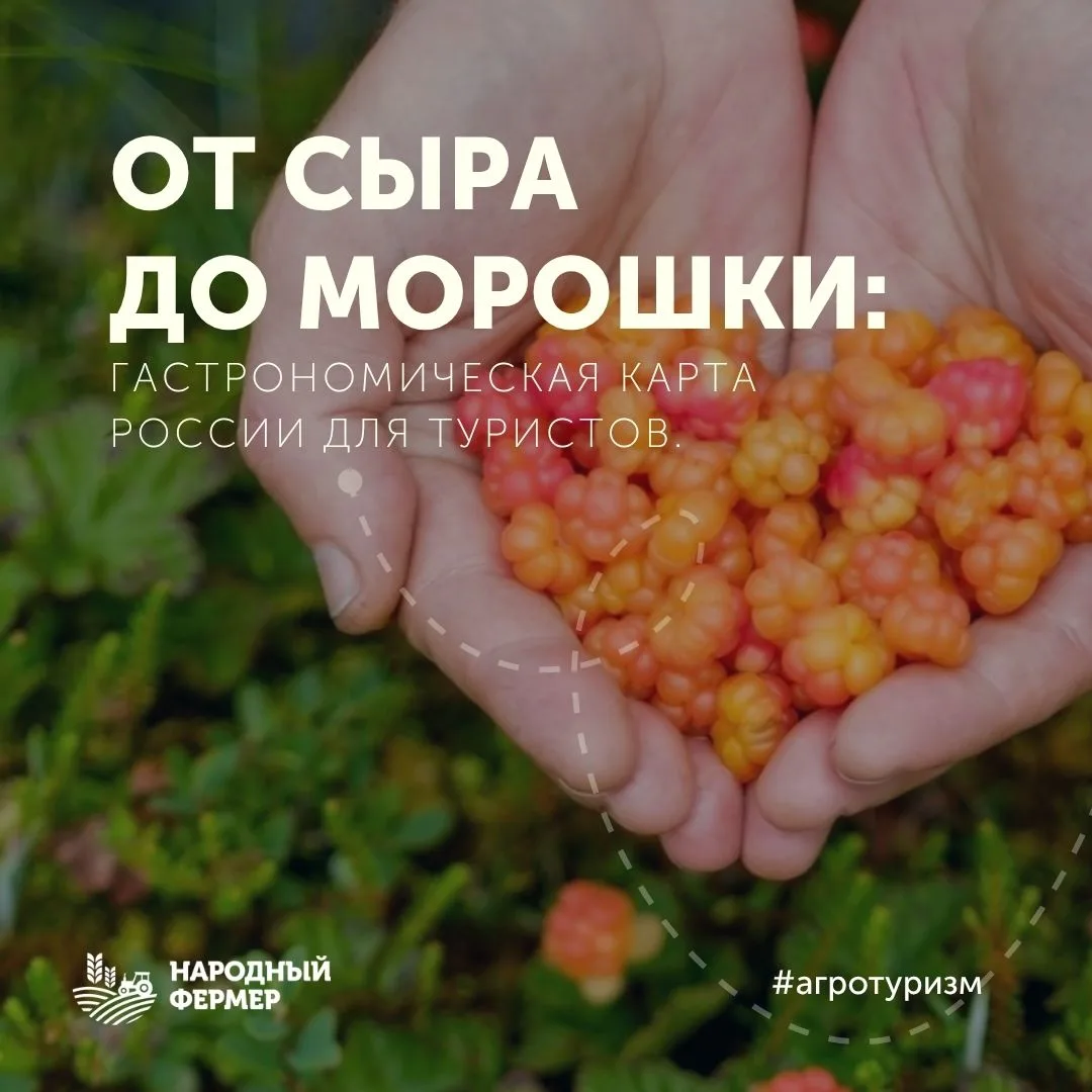 🗺️ От сыра до морошки: гастрономическая карта России для туристов