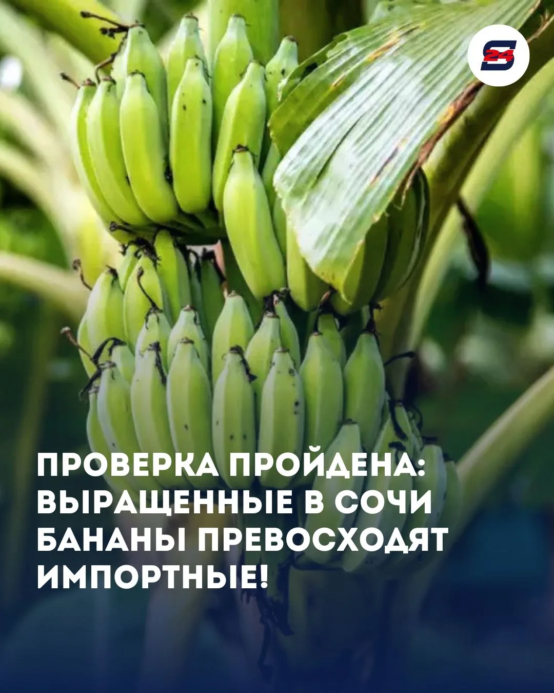 🍌 Сочинские бананы прошли лабораторные испытания — и впечатлили результатами