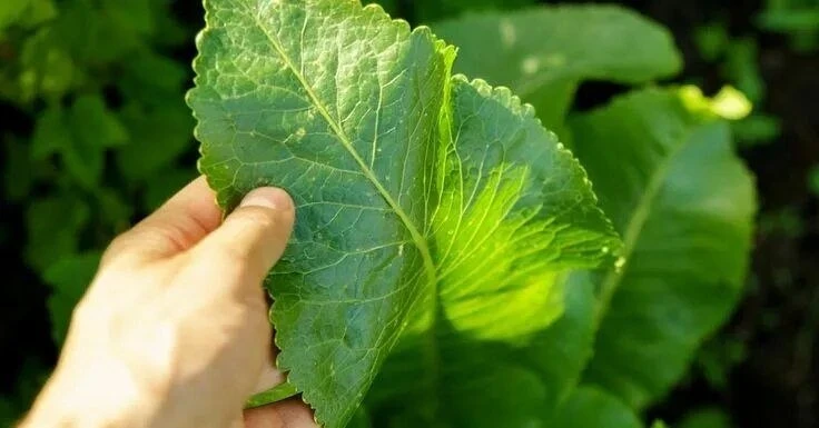 Лист хрена вытягивает соль из суставов 🍃  Один из старинных народных способов борьбы с солевыми отло