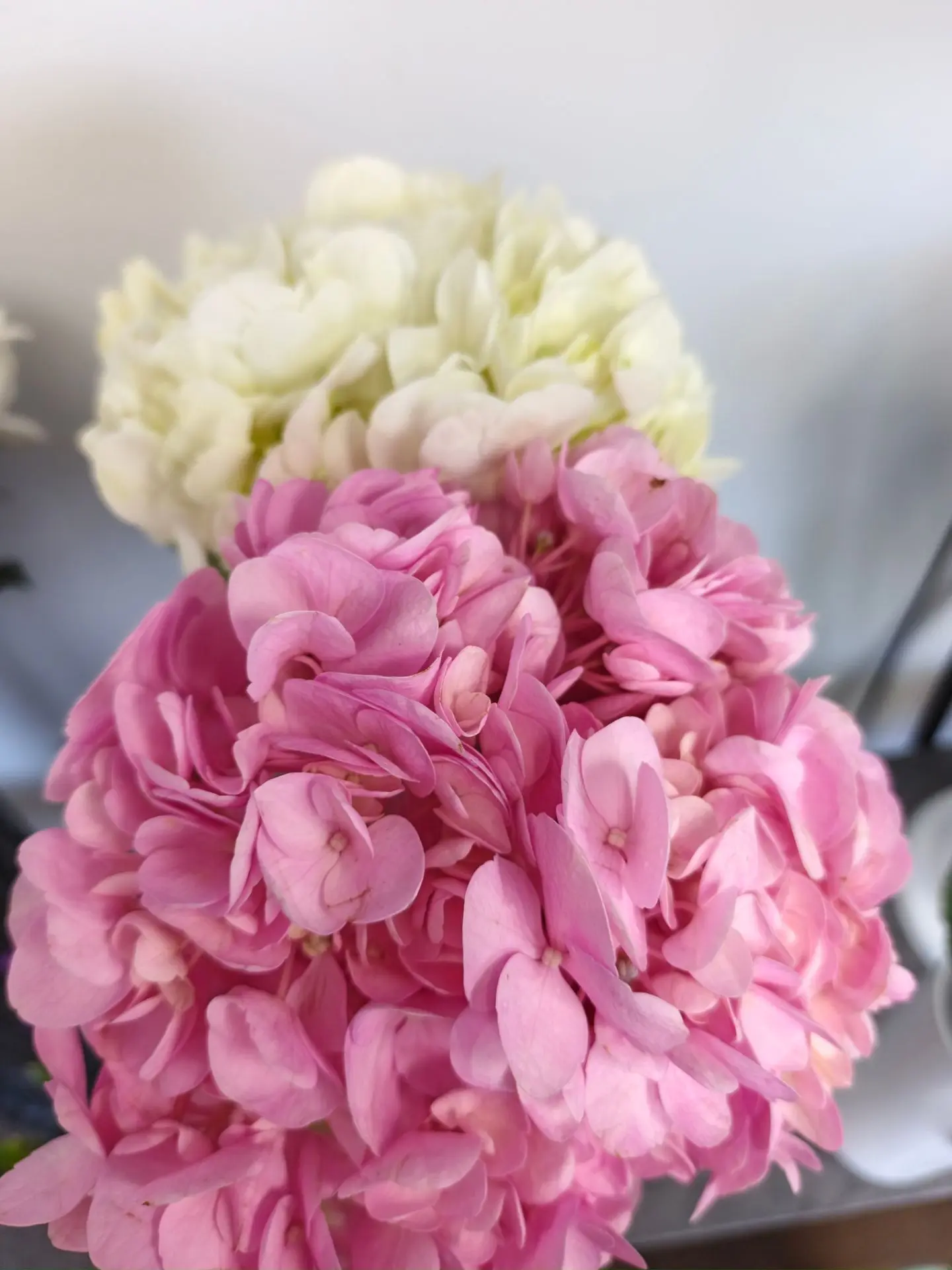 Свежая поставка: нежность, которая ждет вас! 🌸