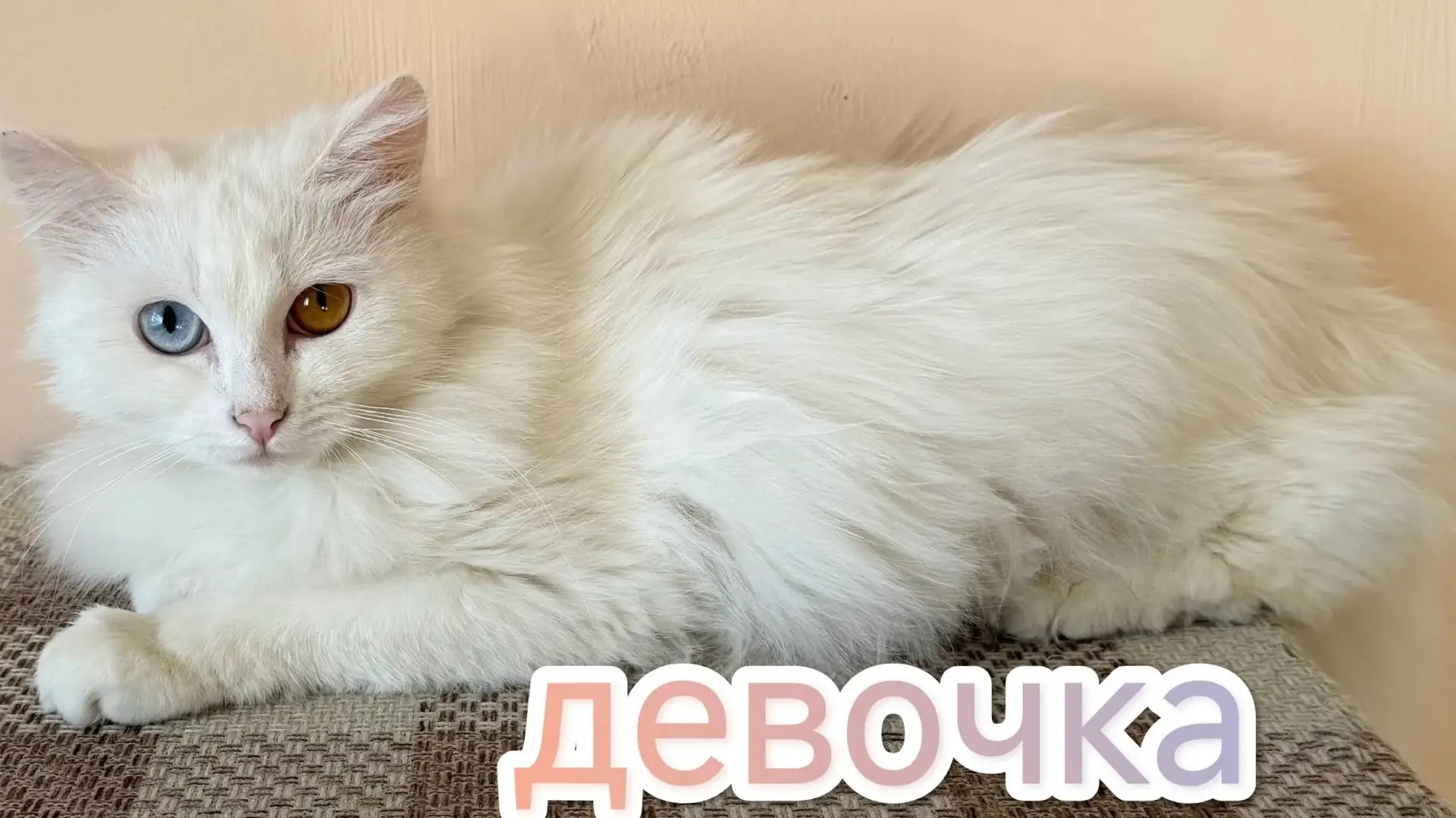 #id99840187@vsalde_ad 
💛Срочно в добрые руки! Кошки ищут дом.🐱

Наши подопечные полностью готовы к