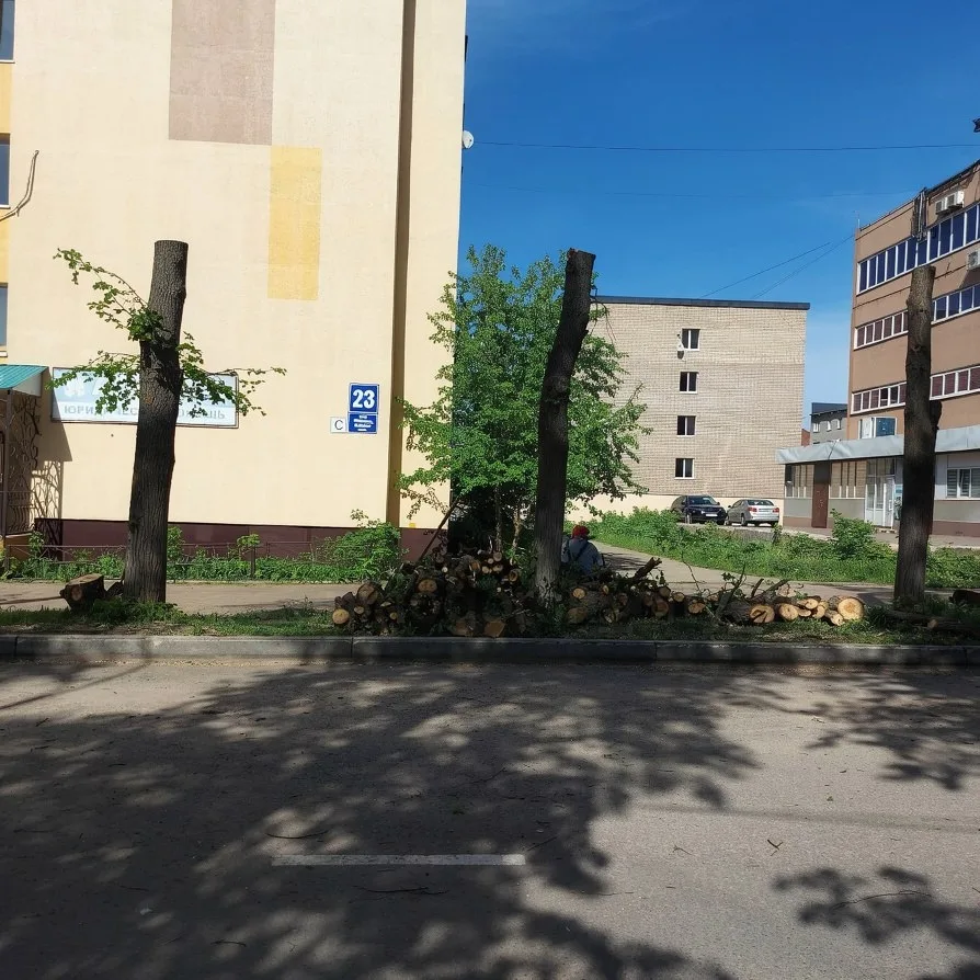 🌳 Жители обеспокоены вырубкой лип  Местные жители сообщают о вырубке деревьев — липы украшали улицу 