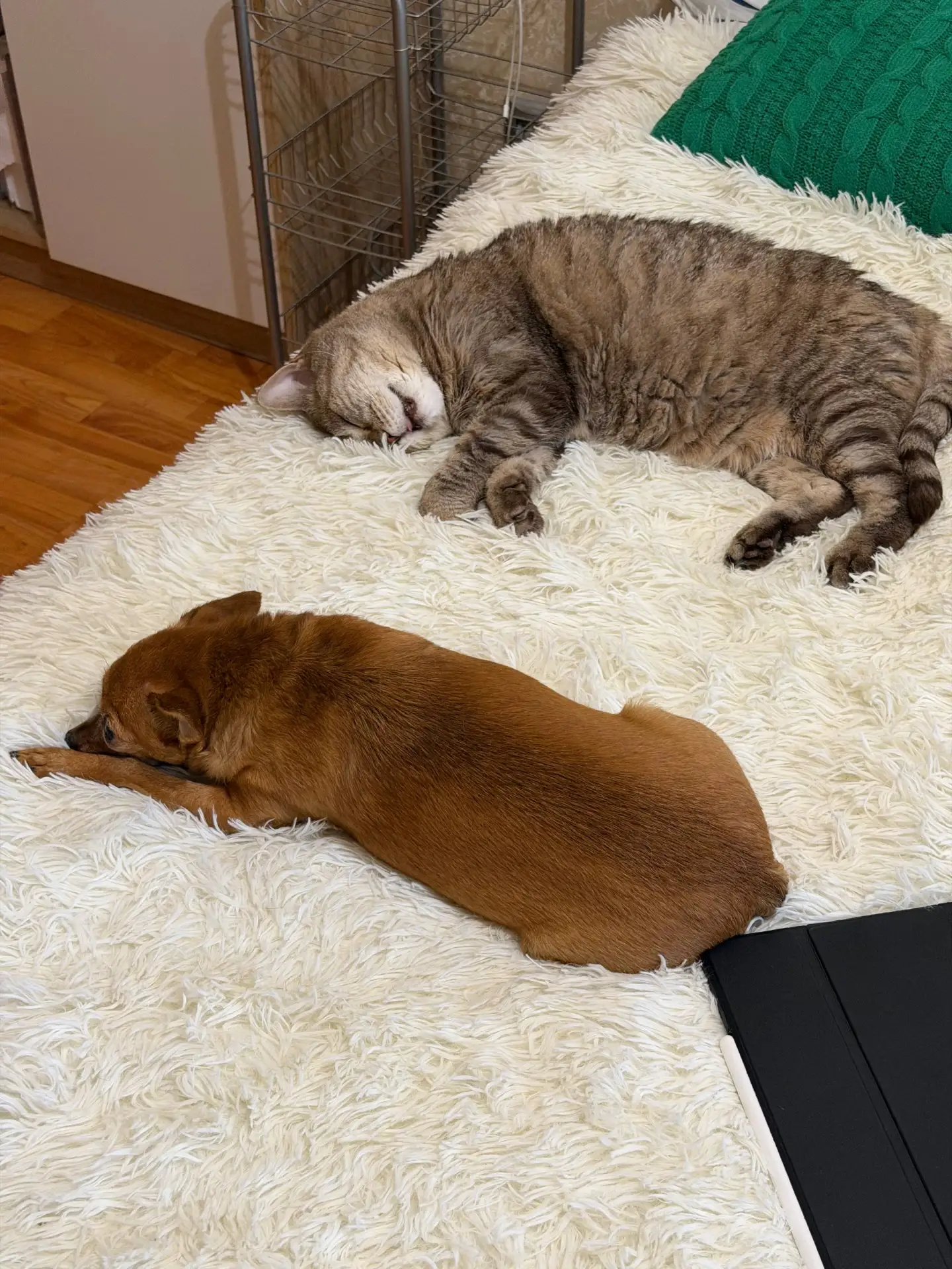 😴Эти уработались тут