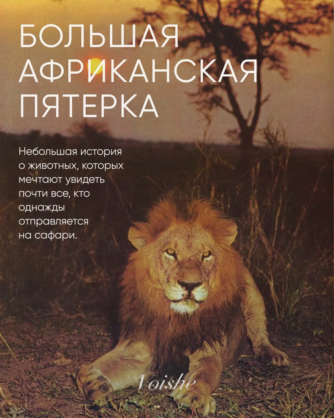 Маленькая travel-заметка 🤍

В карточках рассказываю, что такое Большая африканская пятерка, как поя