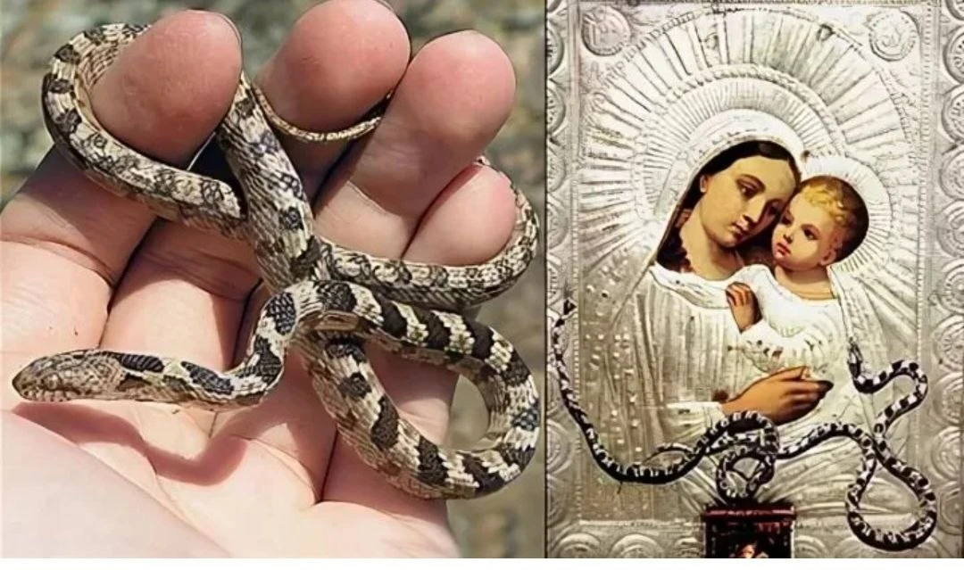 🕊ЗМЕИ ПРЕСВЯТОЙ БОГОРОДИЦЫ