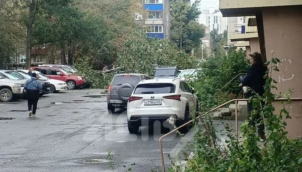 На проспекте Мира в Южно-Сахалинске дерево упало на припаркованные автомобили у дома 188.
