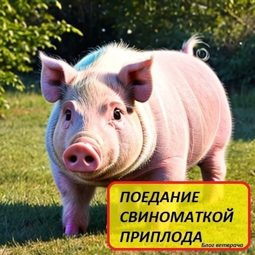 ПОЕДАНИЕ СВИНОМАТКОЙ ПРИПЛОДА