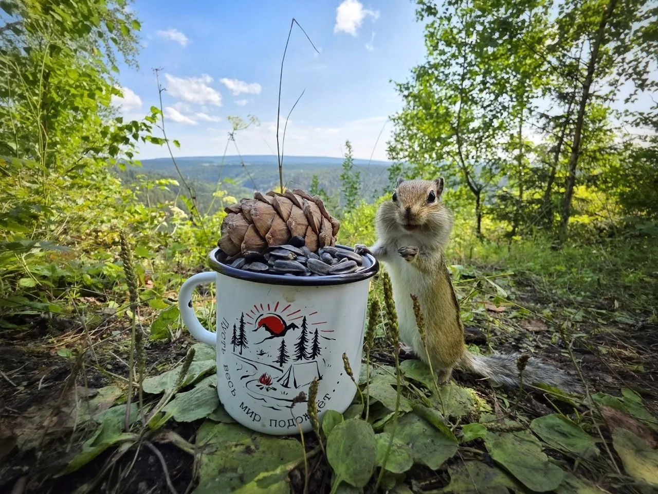 🐿 Бурундук на Усьве явно никуда не спешит. Пока туристы любуются скалами и рекой, этот пушистый хоз