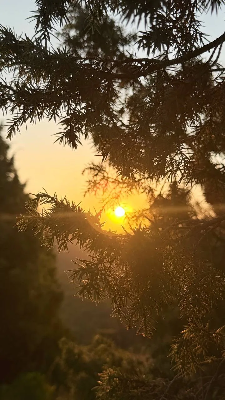 Рассвет над озером с кипарисами💛