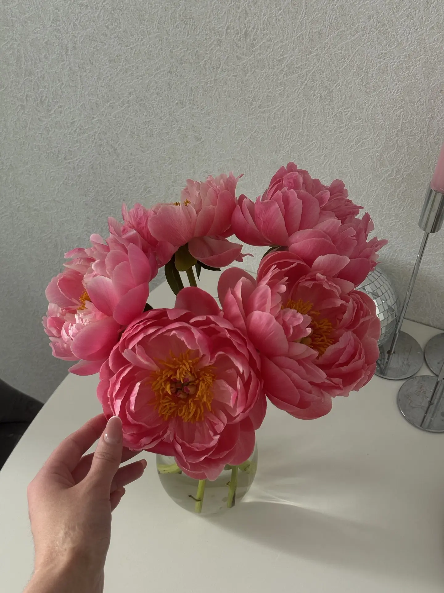 ПИОНЫ CORAL CHARM 🌺