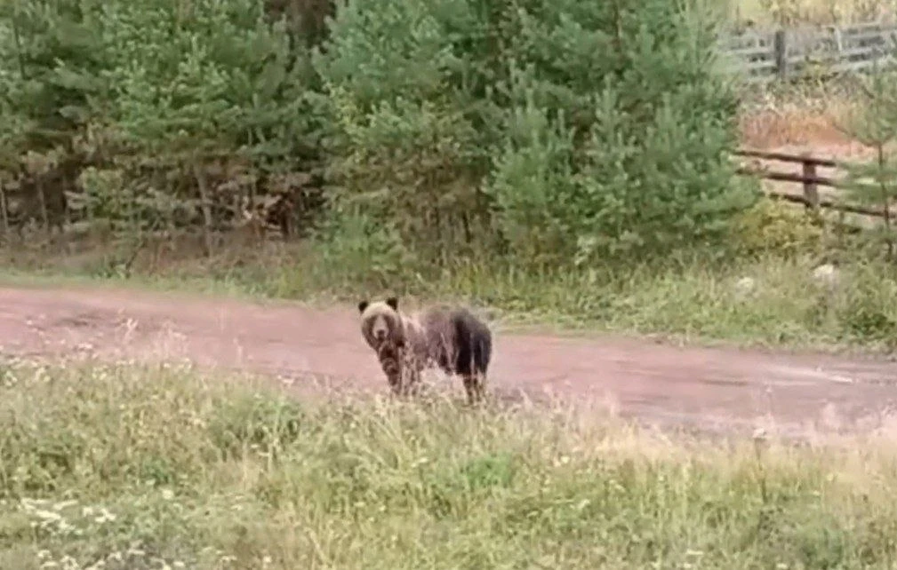 🐻В Братске ввели режим повышенной готовности из-за медведей