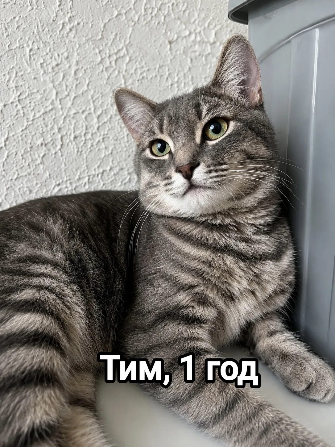 Не ждите «подходящего момента» — он уже наступил. 

Возьмите котика с передержки☺️

Усатые прошли че