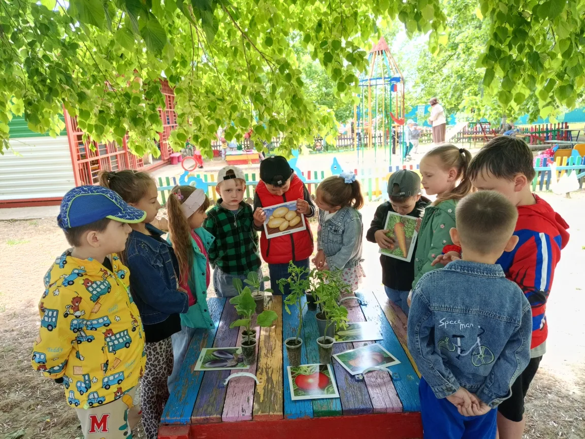 Посадка огорода стала для детей старшей группы увлекательным и познавательным занятием....