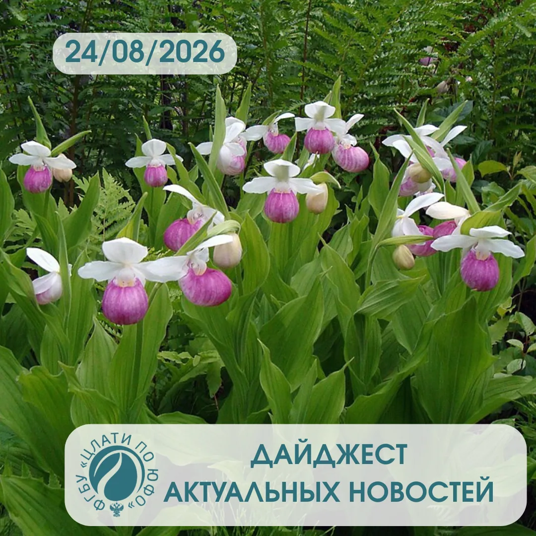 Обзор важных событий и новостей на 24/08/2026: