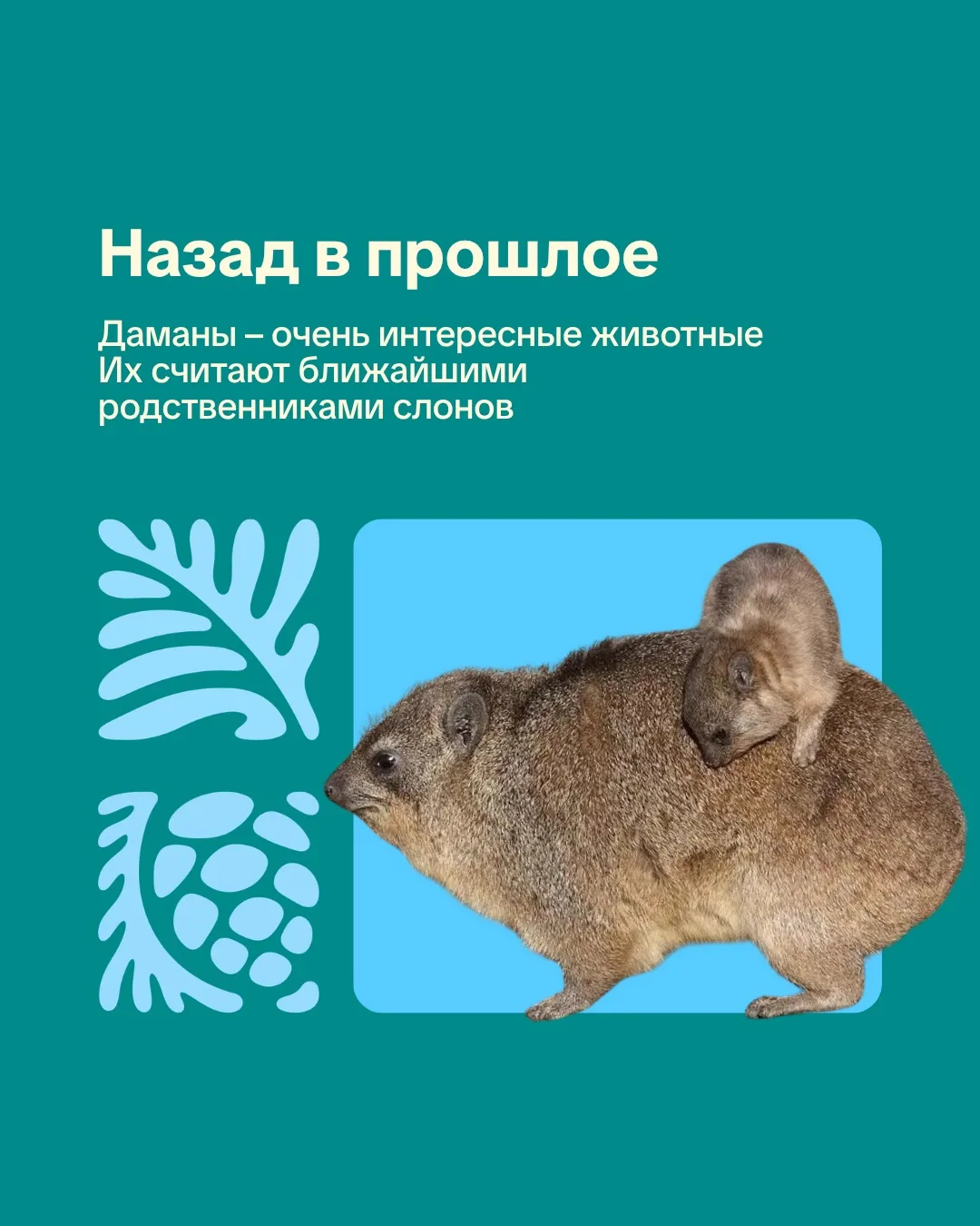 Новосибирский зоопарк. День в истории.