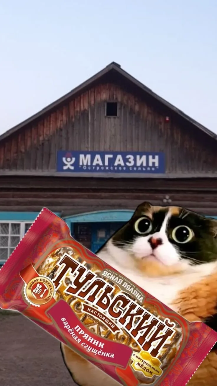 Обои приключения Котости