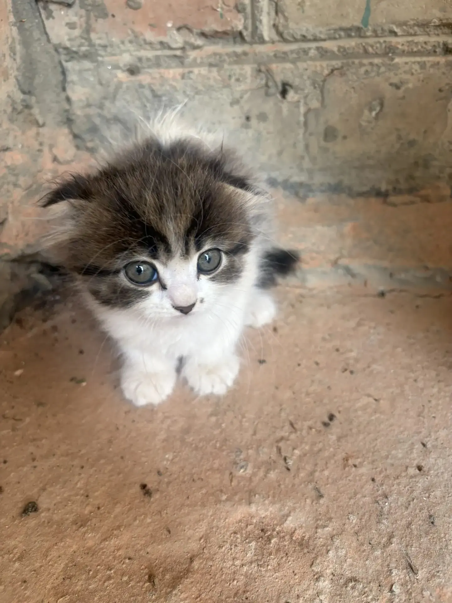 В добрые руки котята, мама шотландка вислоухая, папа шотландец прямые ушки, 2-е остались