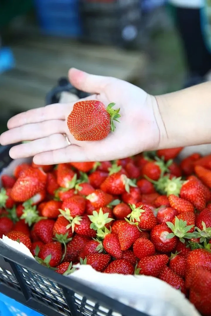 🍓Внимание, любители ягод! Настало время для самого сладкого сезона года — клубничного!

Мы рады ано