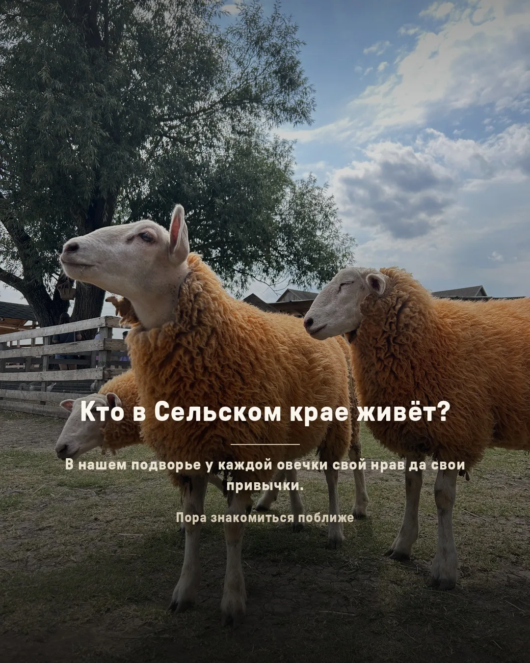Издали все овечки похожи, а подойдёшь поближе, у каждой свой нрав да свои причуды.