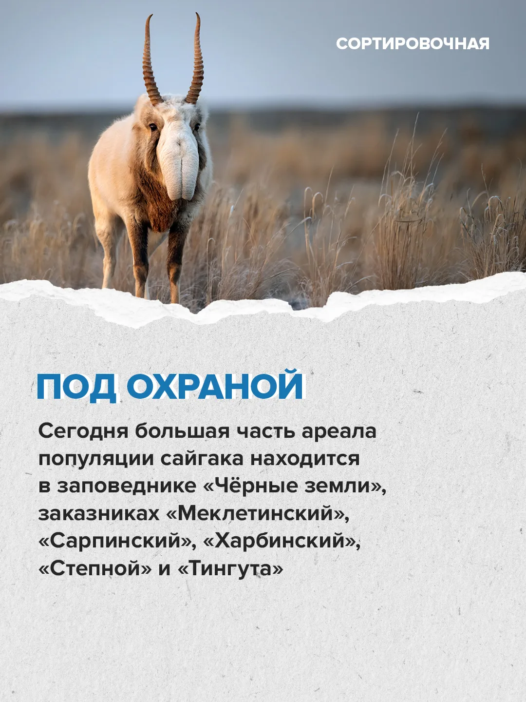 ❤️ Сегодня отмечаем Международный день сайгака  Праздник призван привлечь внимание к сохранению этог