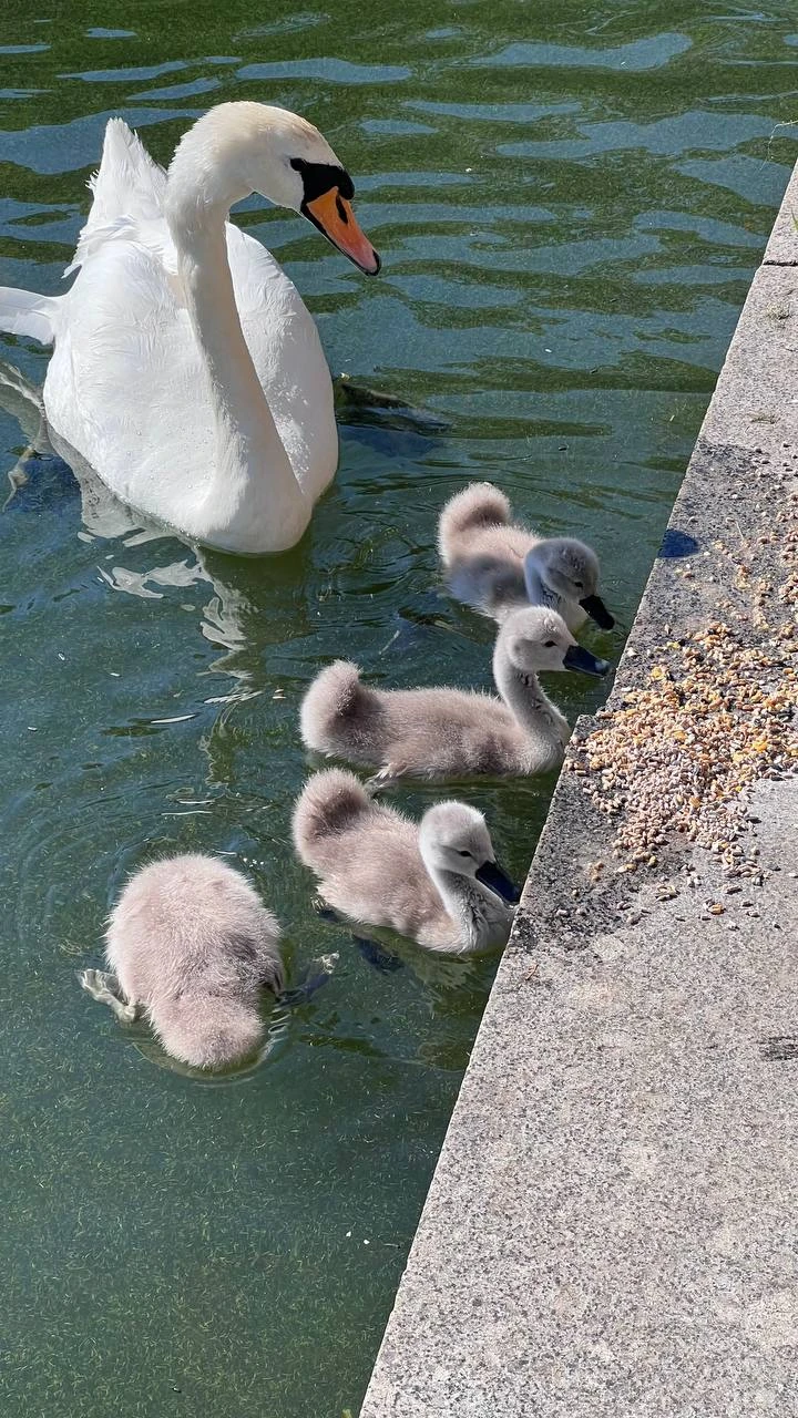 🦢 Лебедята на Патриарших заметно подросли.
