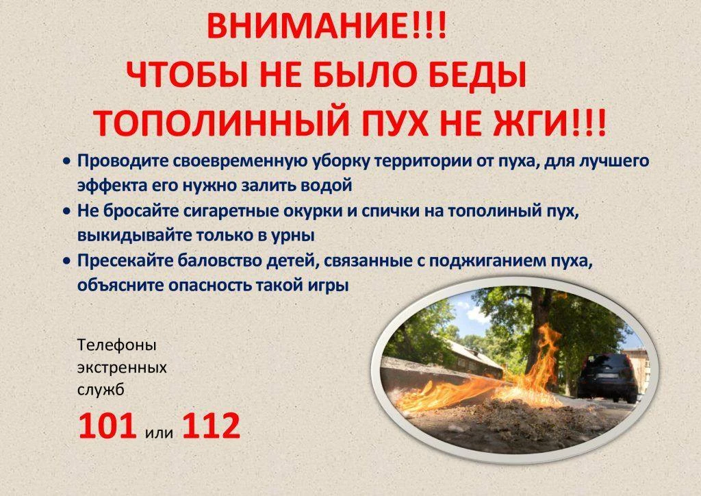 Сжигание тополиного пуха — плохая идея
