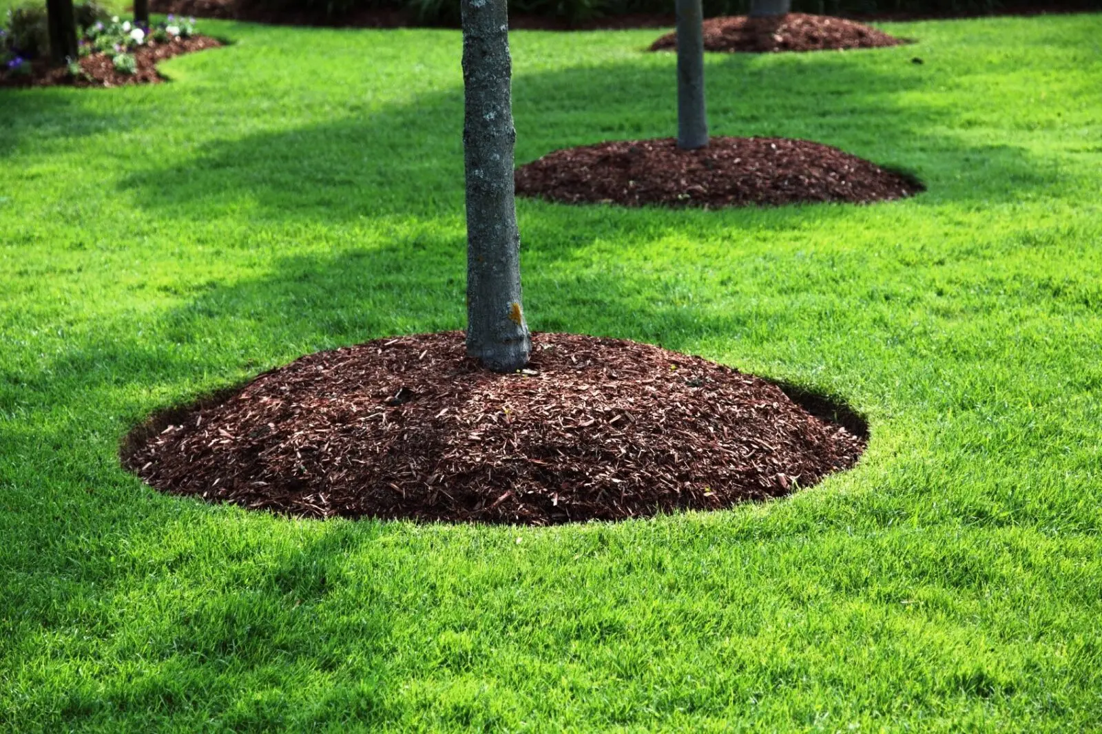 🌳 Нужно ли перекапывать приствольные круги осенью