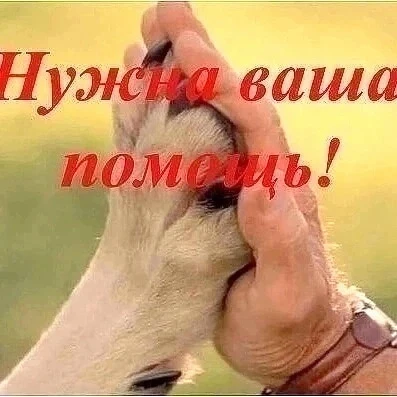 Друзья!Собрали пока 1310 руб. Очень просим помочь🙏Это жизненно необходимо для малышей�...