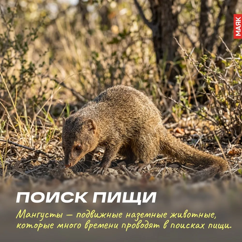Мангусты — милые, ловкие и очень полезные животные, которые помогают контролировать чис...